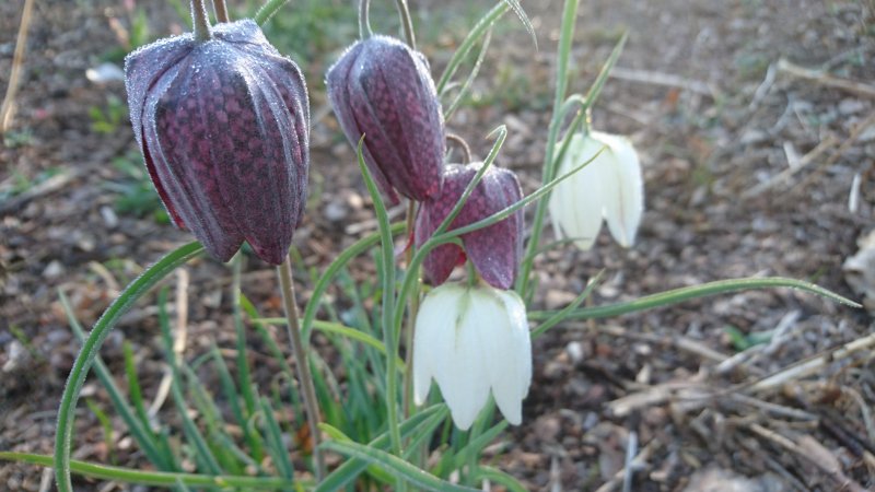 Fritillaria meleagris Ря́бчик ша́хматный